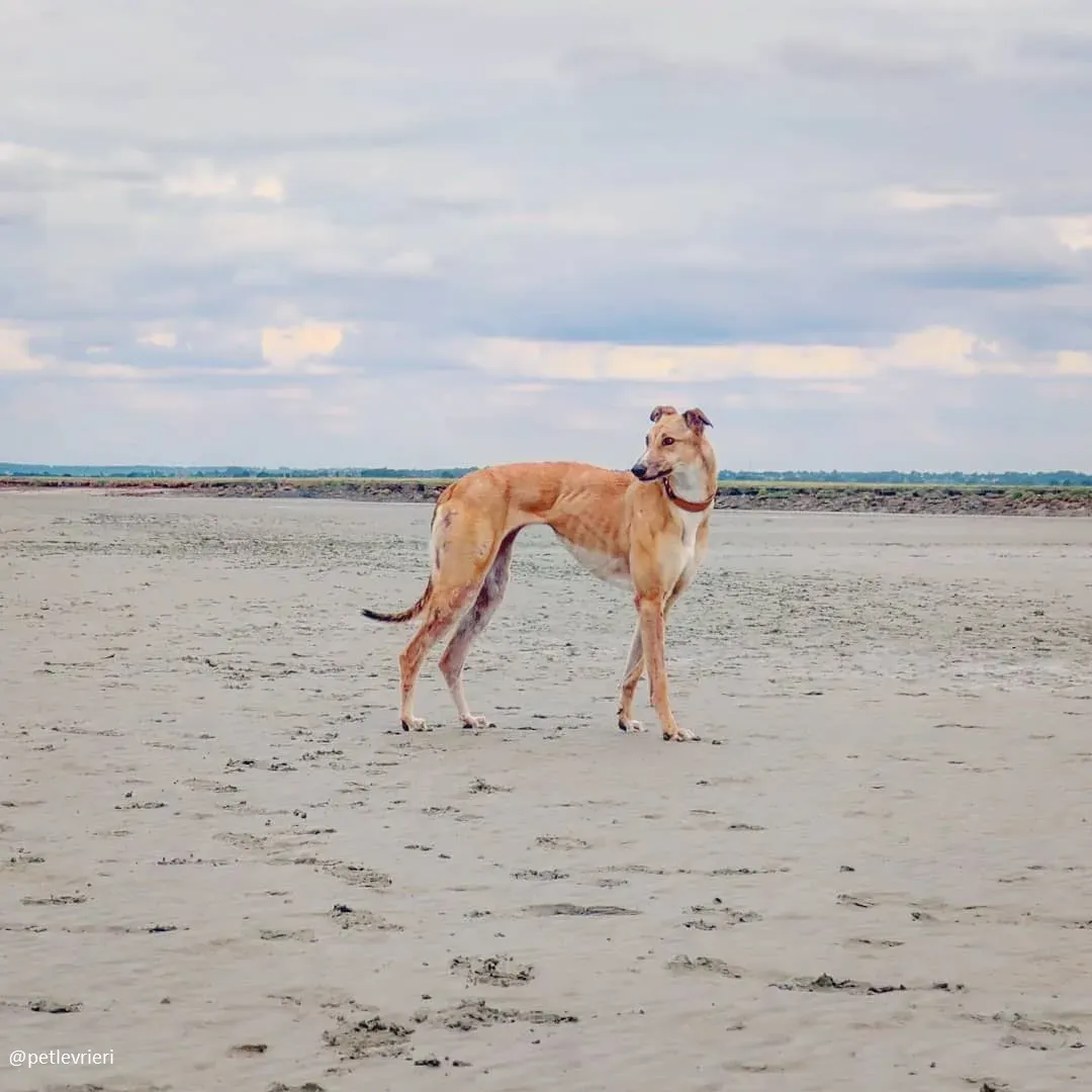 clover felici a casa 10