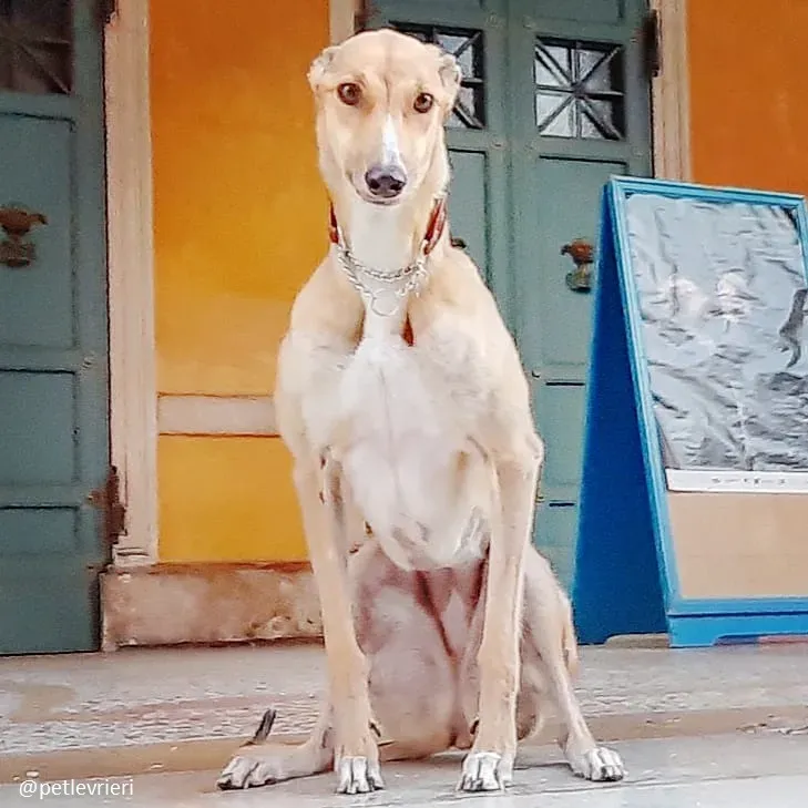 clover felici a casa 11