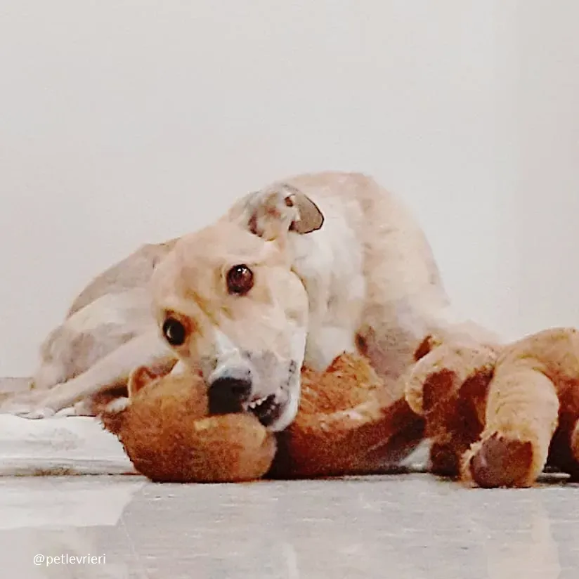 clover felici a casa 12