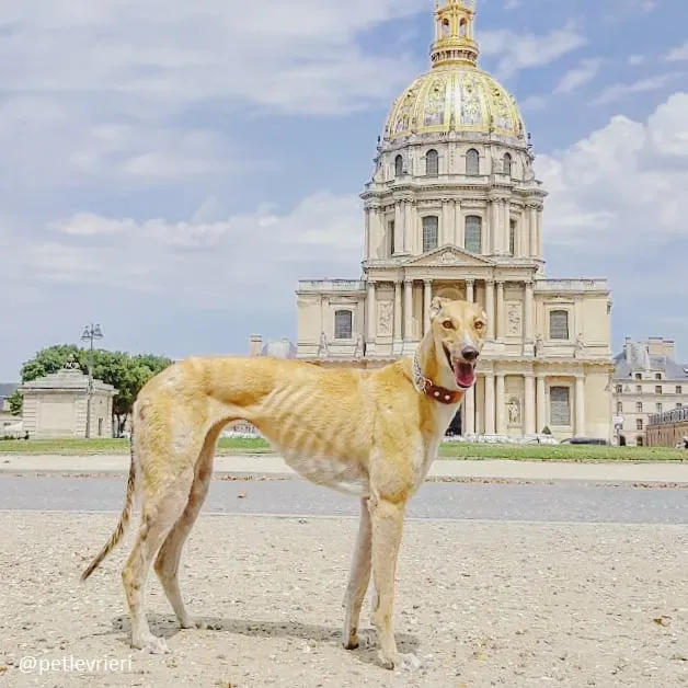 clover felici a casa 13