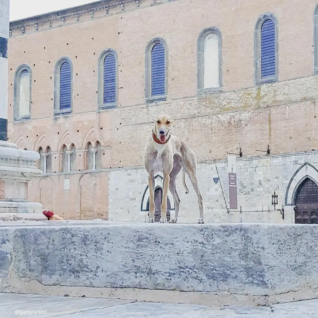 clover felici a casa 14