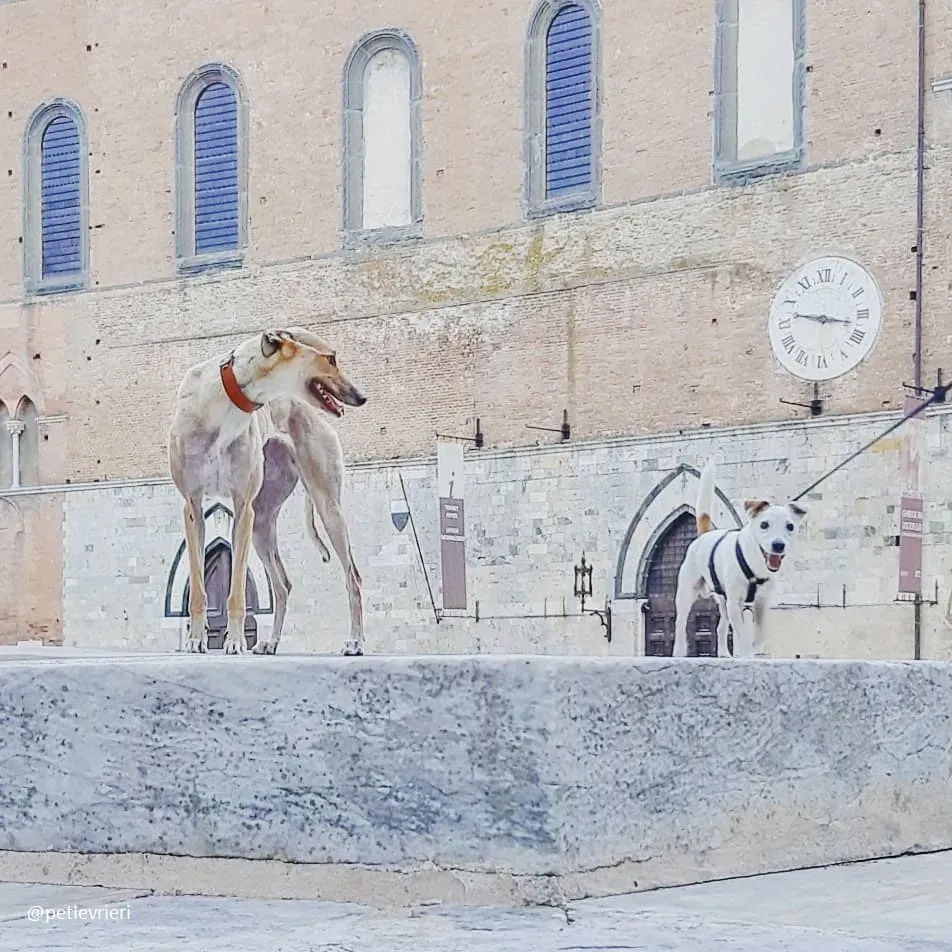 clover felici a casa 15