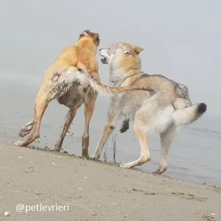 clover felici a casa 16