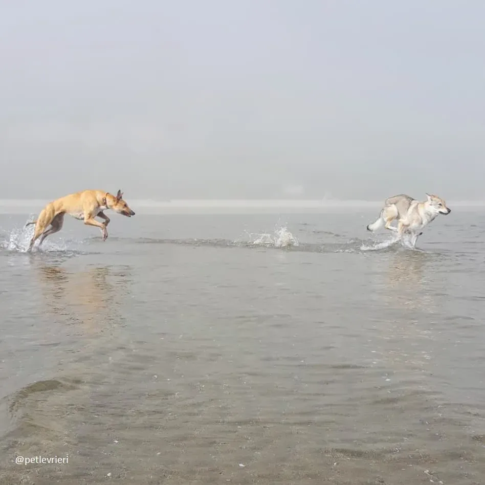 clover felici a casa 17