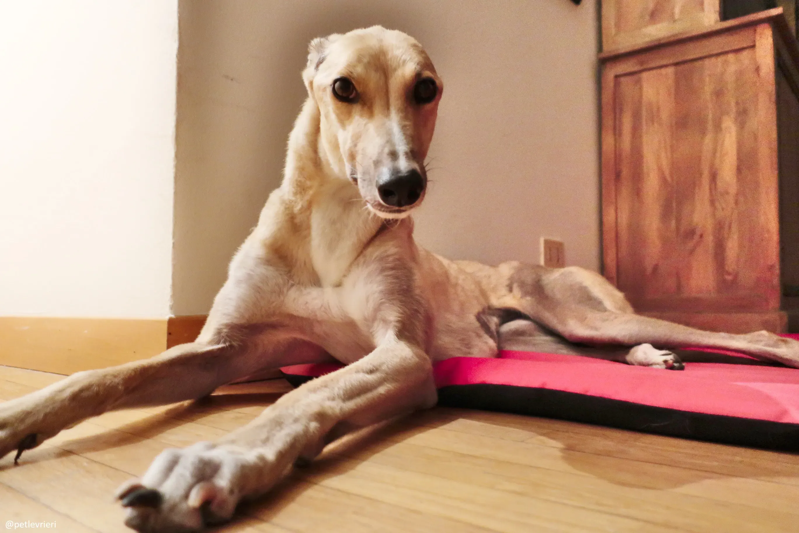 clover felici a casa 18