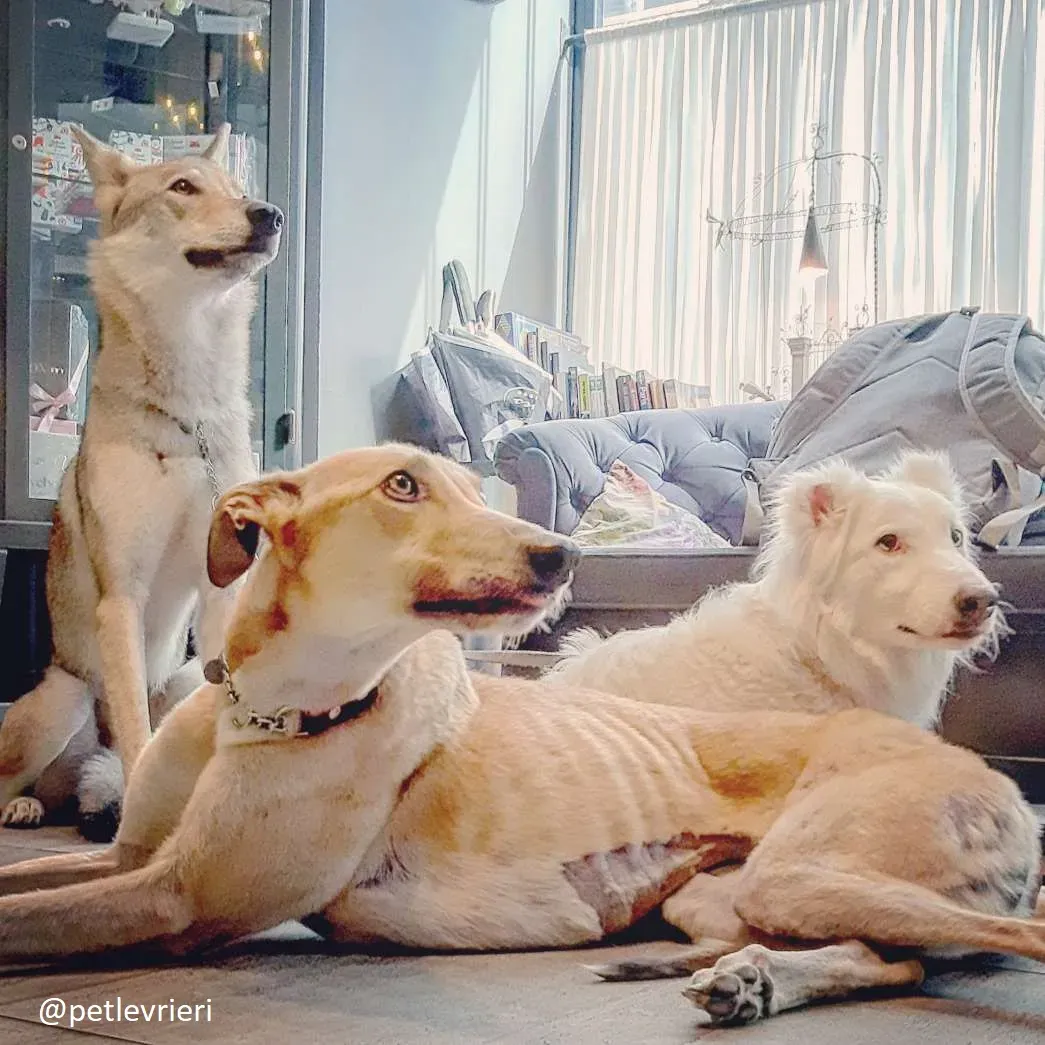 clover felici a casa 2