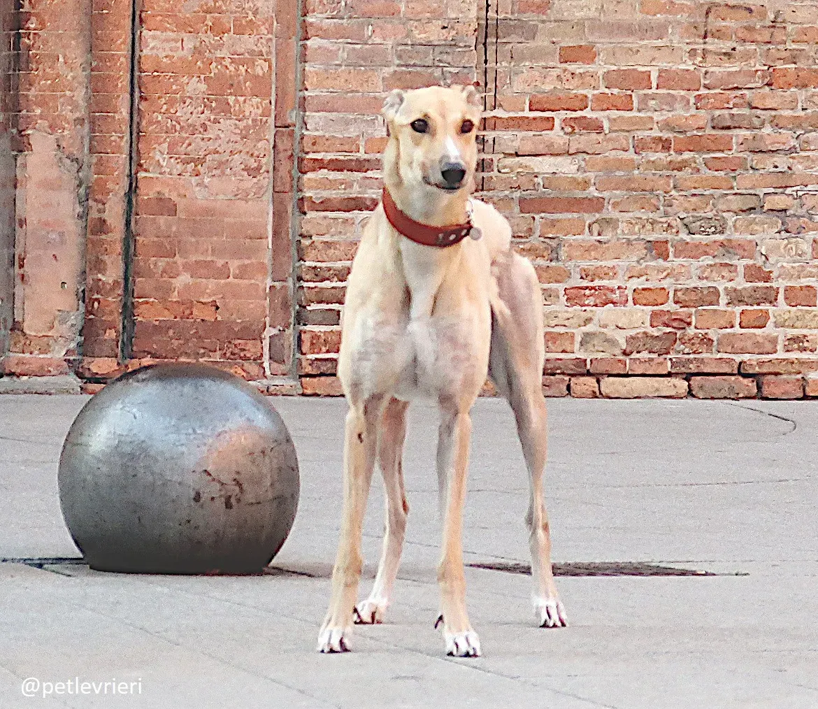 clover felici a casa 3