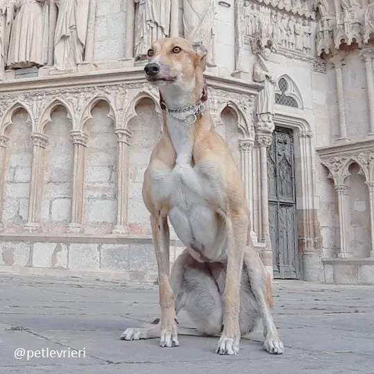 clover felici a casa