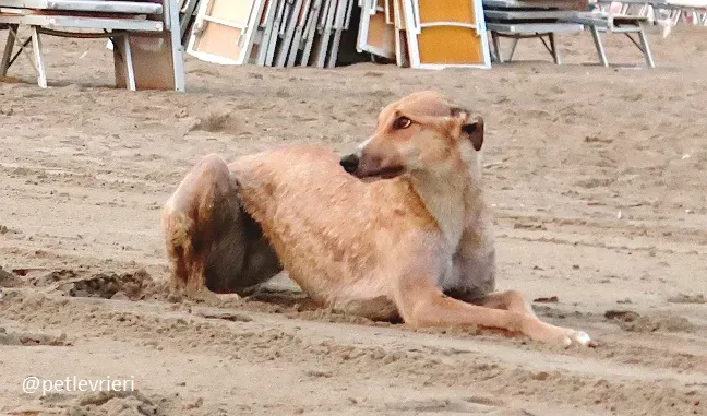 clover felici a casa 5