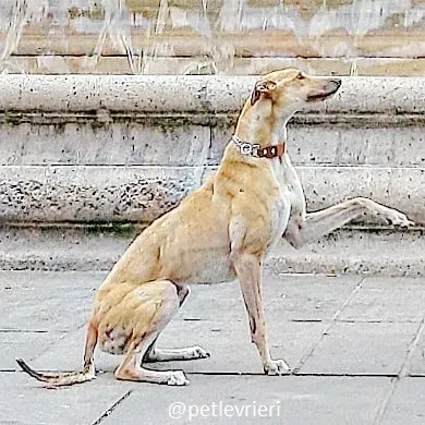 clover felici a casa 6