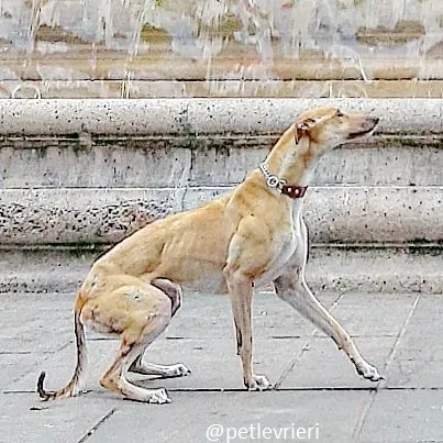 clover felici a casa 7