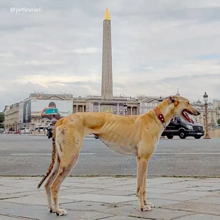 clover felici a casa 8