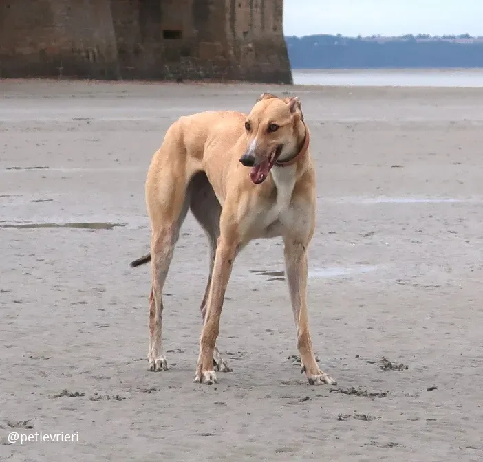 clover felici a casa 9