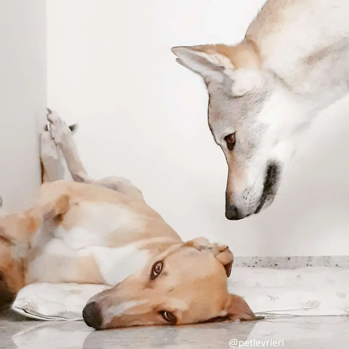 clover felici a casa