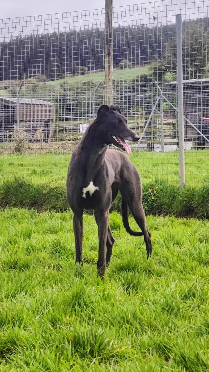 coco adozione greyhound 12 large