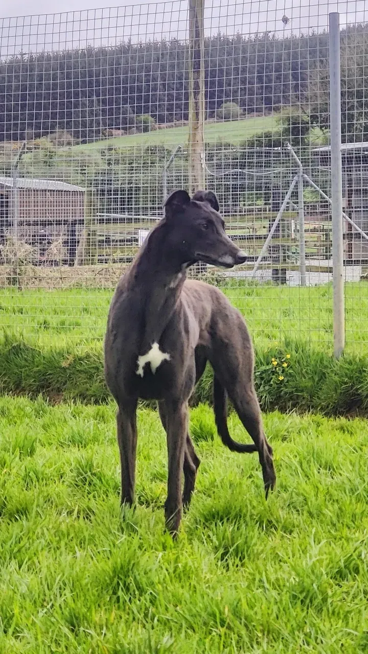 coco adozione greyhound 13 large