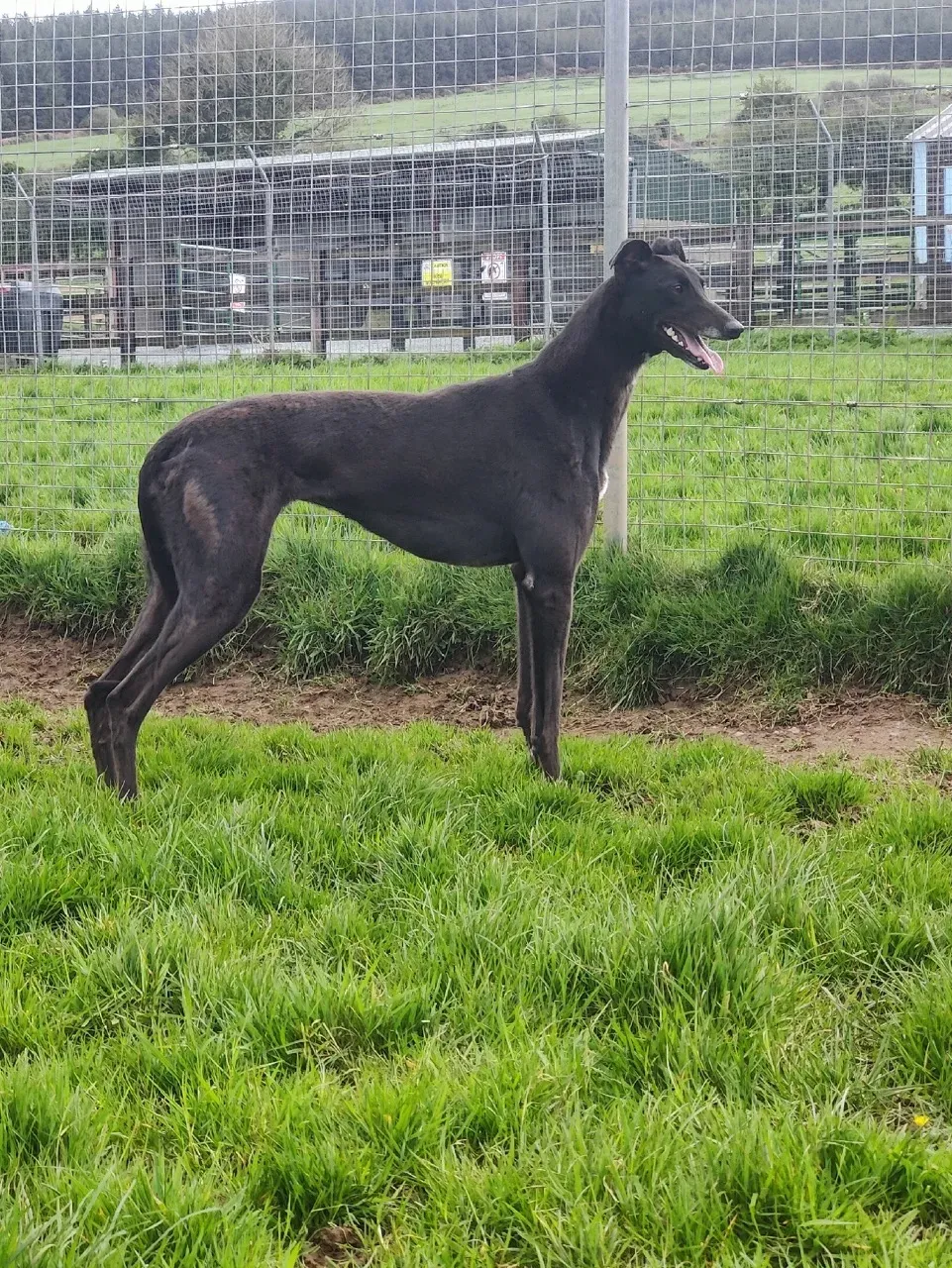 coco adozione greyhound 18 large