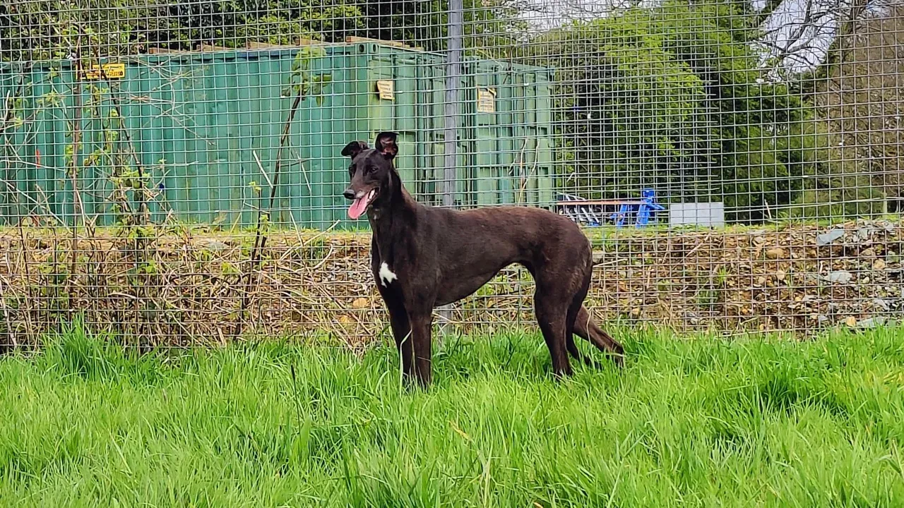 coco adozione greyhound 21 large