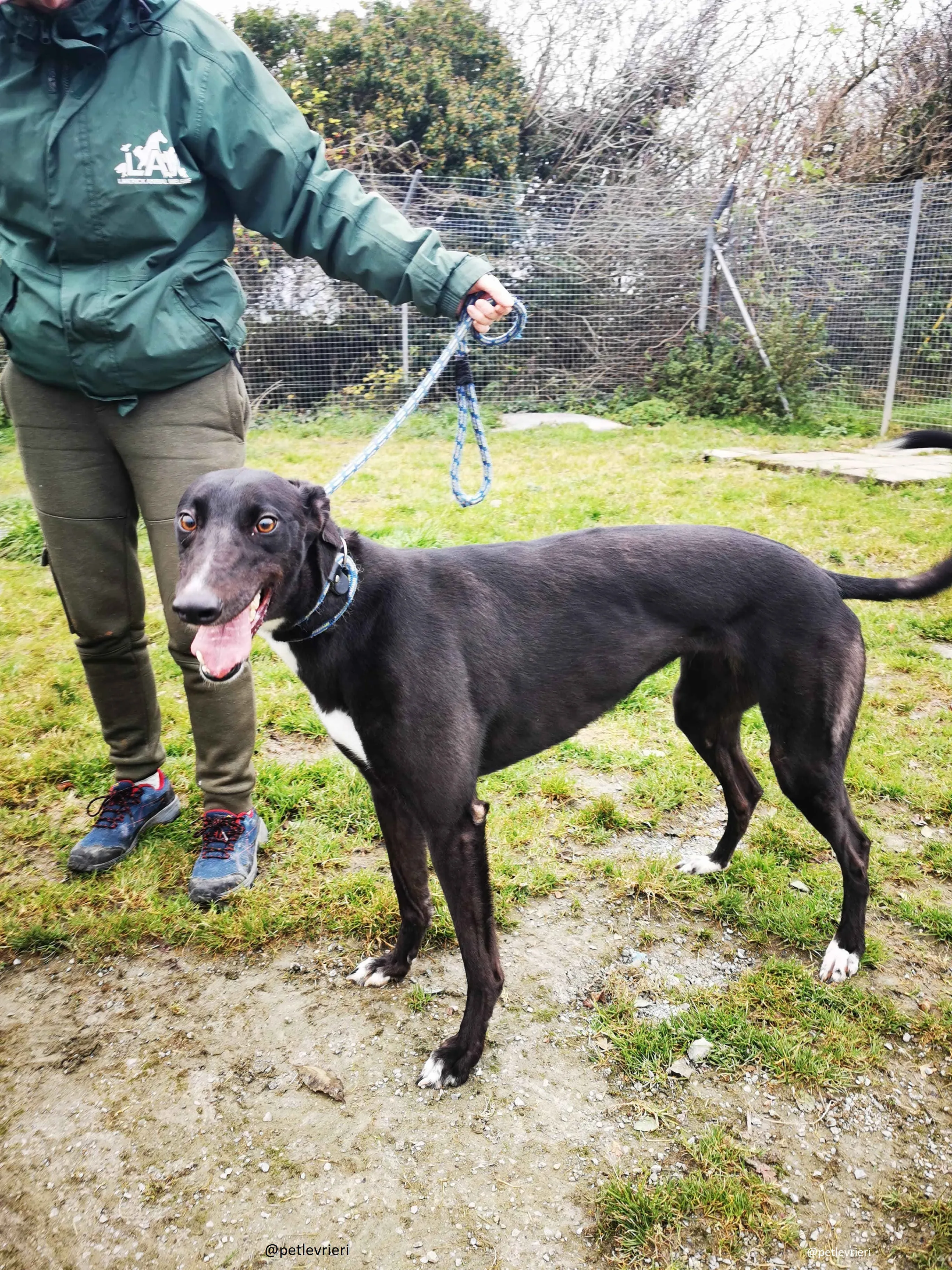 coco adozione greyhound