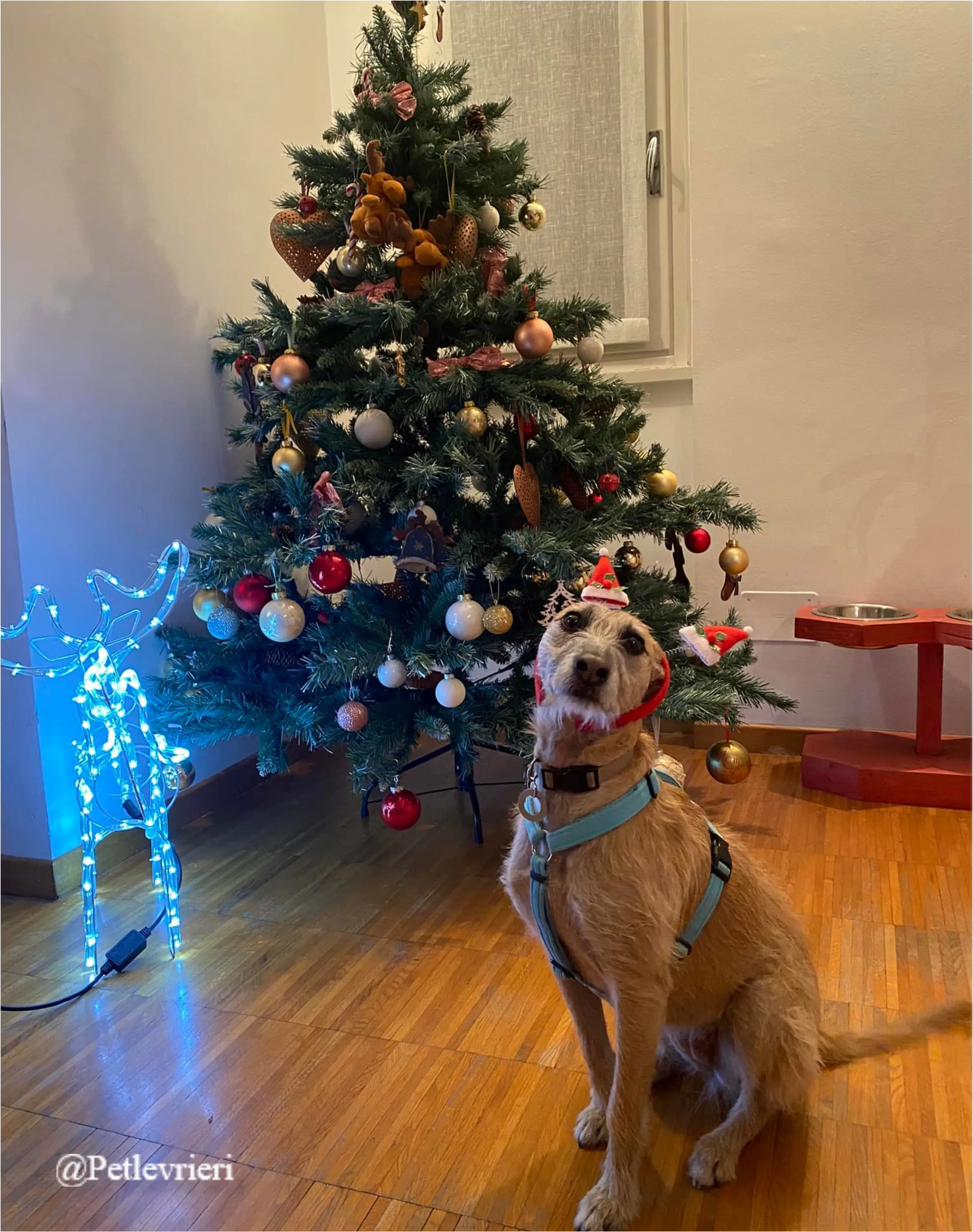 coco pet levrieri natale 2021