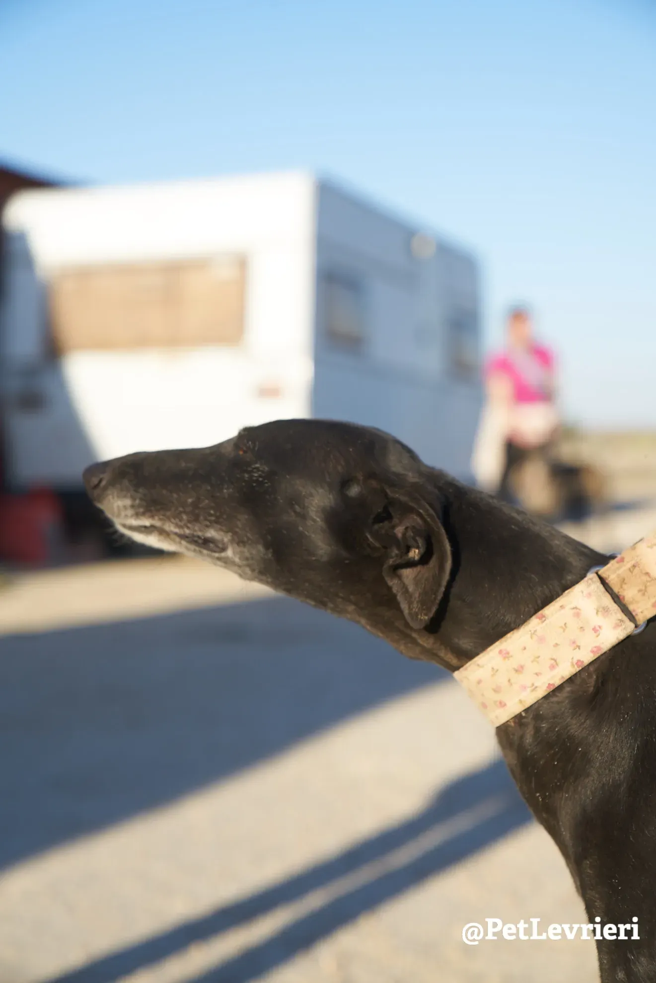 coiva adozione galgo 4