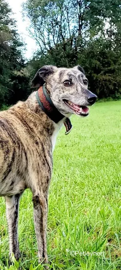 colada adozione levrieri greyhound lurcher 1