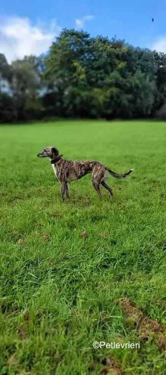 colada adozione levrieri greyhound lurcher 10