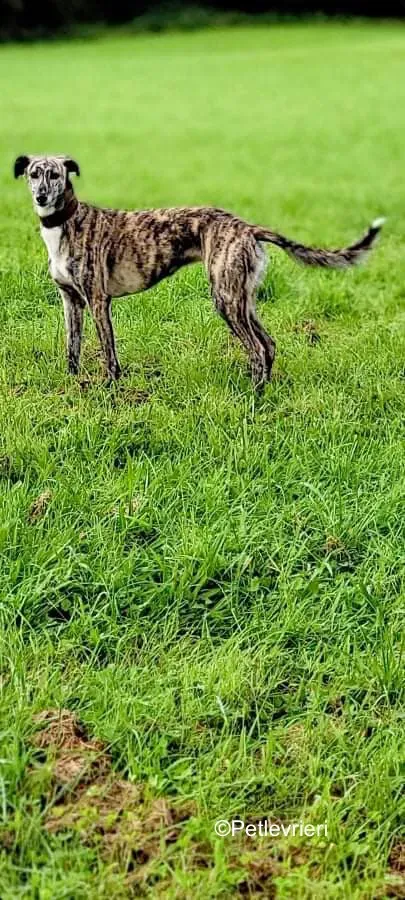 colada adozione levrieri greyhound lurcher 11
