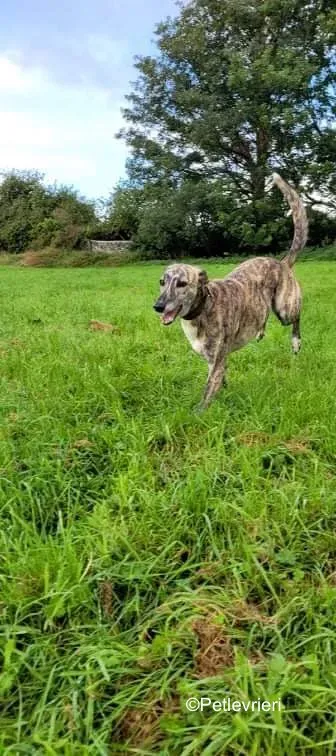 colada adozione levrieri greyhound lurcher 12