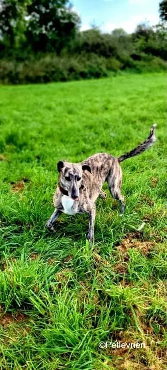 colada adozione levrieri greyhound lurcher 13