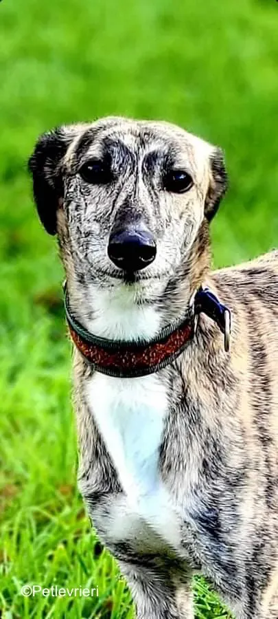 colada adozione levrieri greyhound lurcher 14