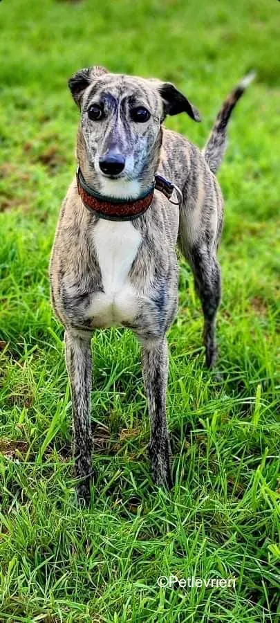 colada adozione levrieri greyhound lurcher 15