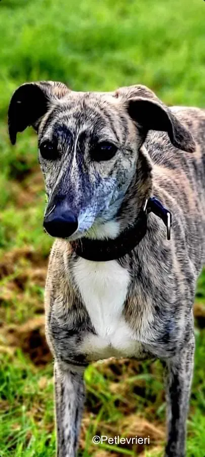 colada adozione levrieri greyhound lurcher 16