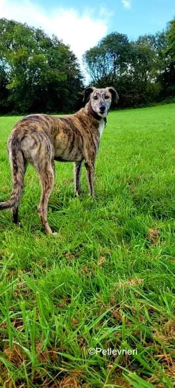 colada adozione levrieri greyhound lurcher 2