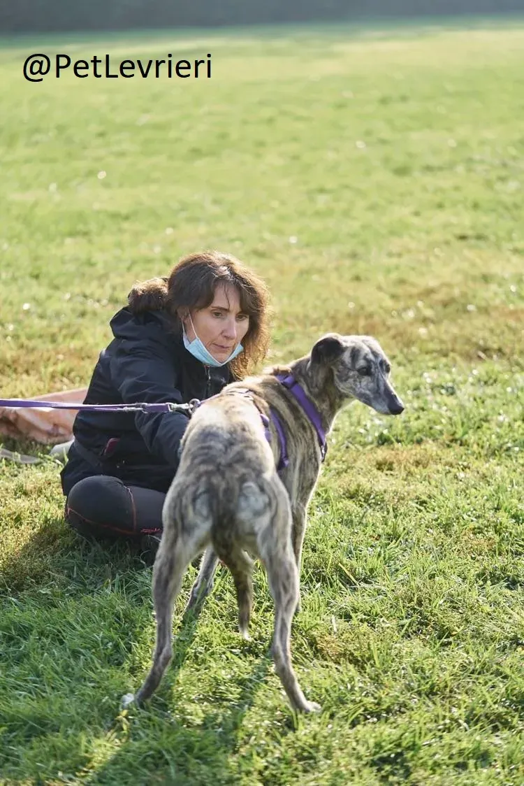 colada adozione levrieri greyhound lurcher 20