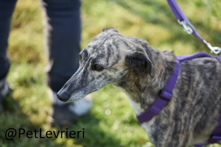 colada adozione levrieri greyhound lurcher 21
