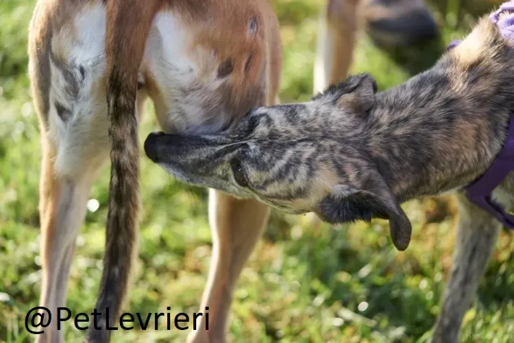 colada adozione levrieri greyhound lurcher 22