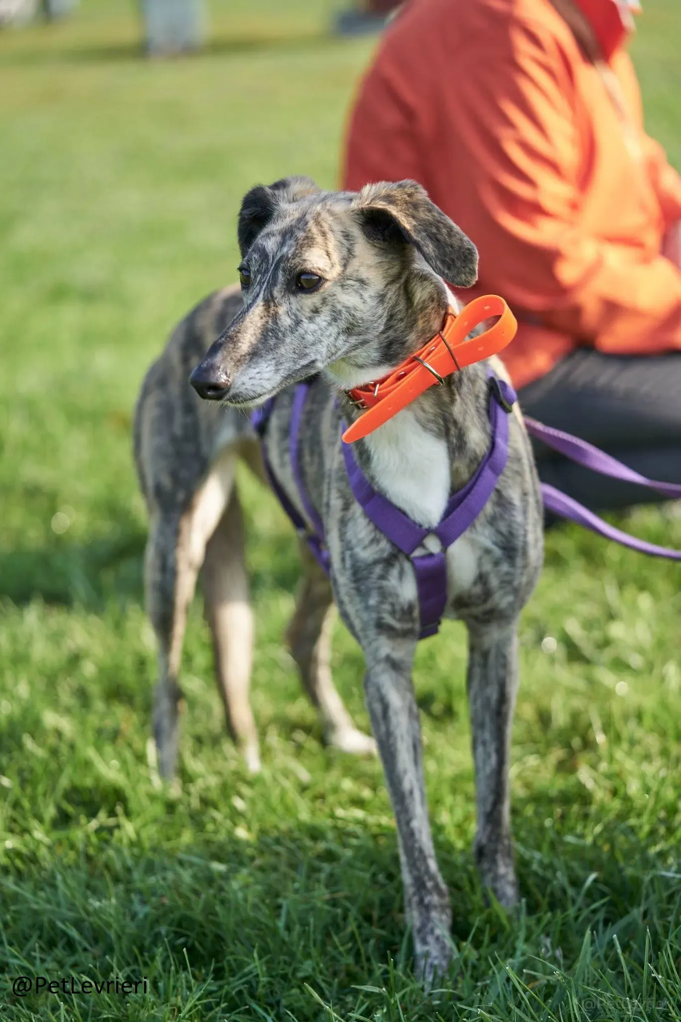 colada adozione levrieri greyhound lurcher 23