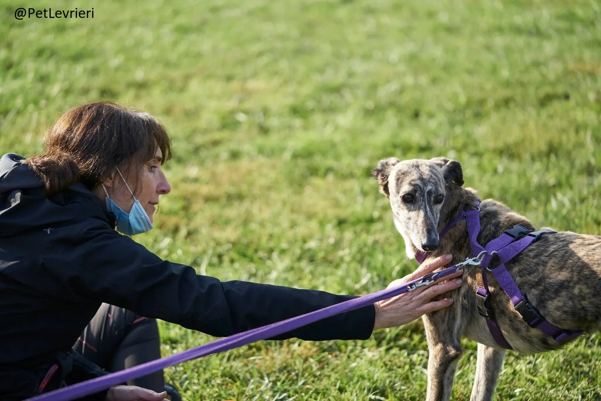 colada adozione levrieri greyhound lurcher 24