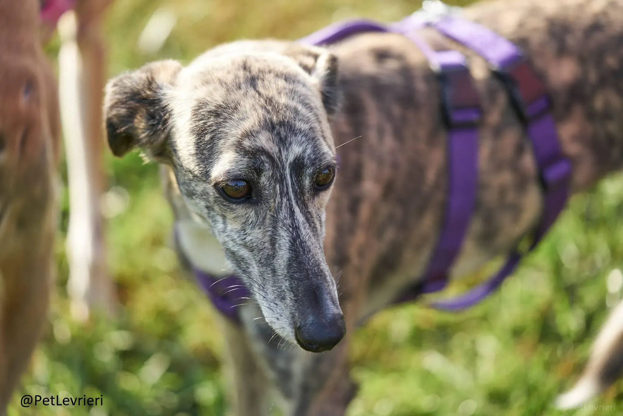 colada adozione levrieri greyhound lurcher 25
