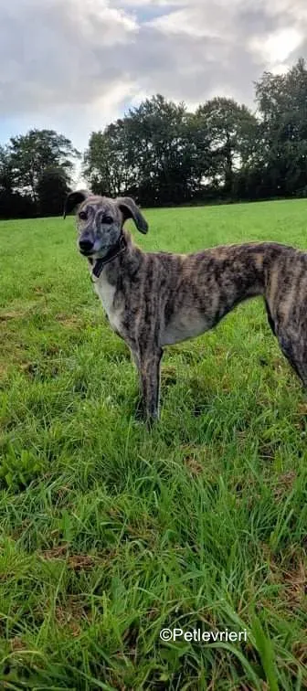 colada adozione levrieri greyhound lurcher 3