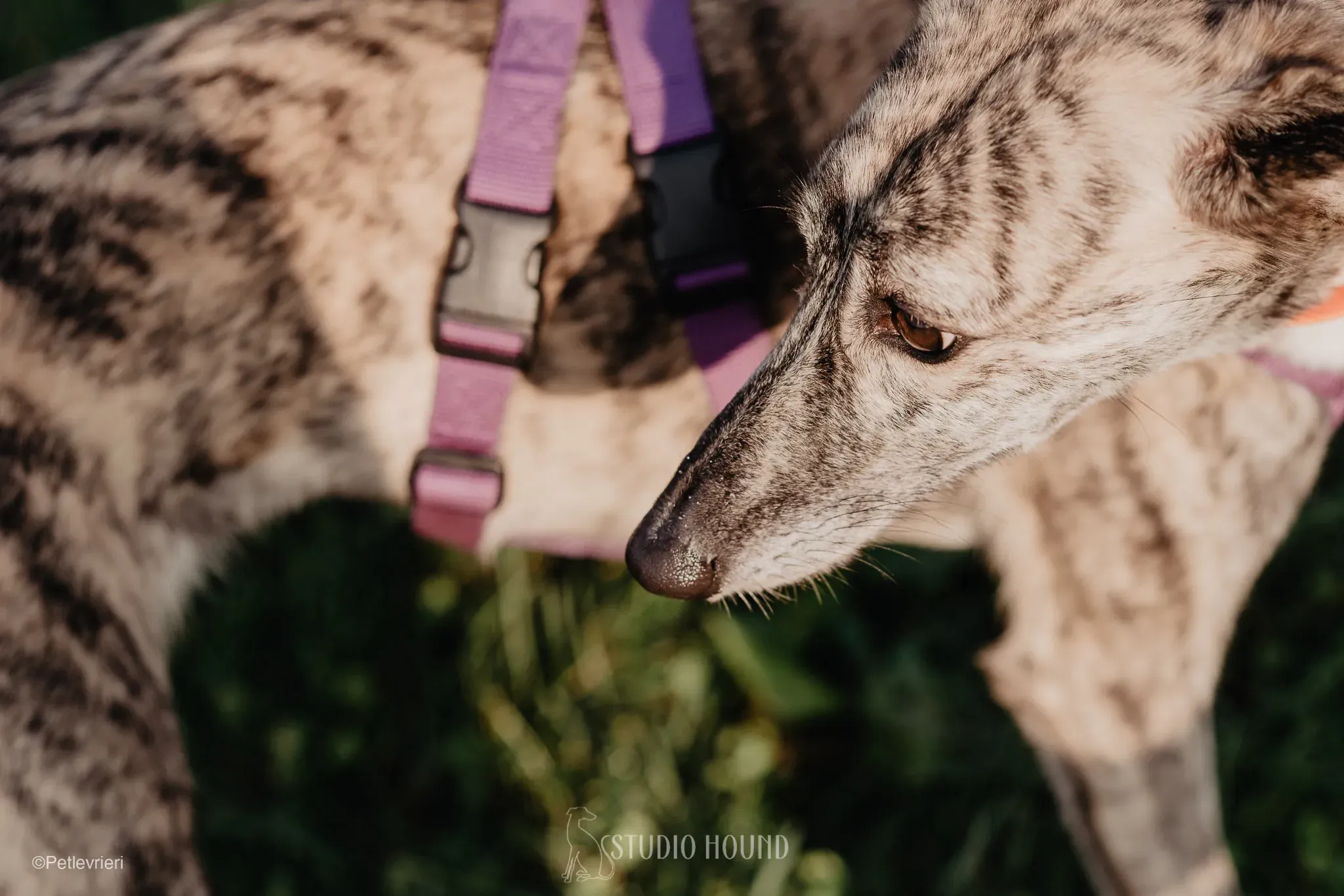 colada adozione levrieri greyhound lurcher 30