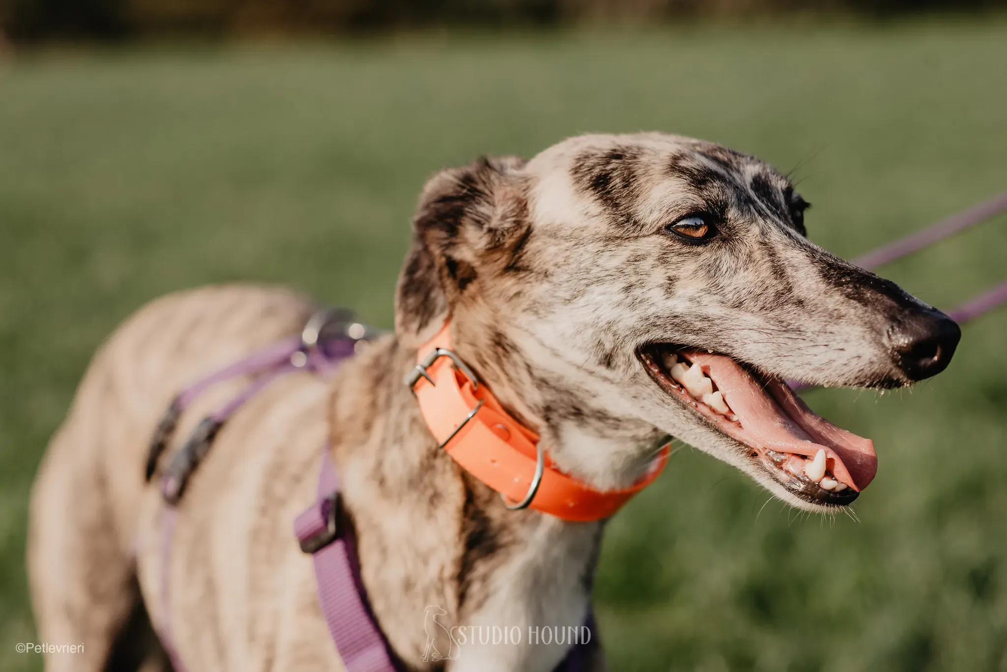 colada adozione levrieri greyhound lurcher 31