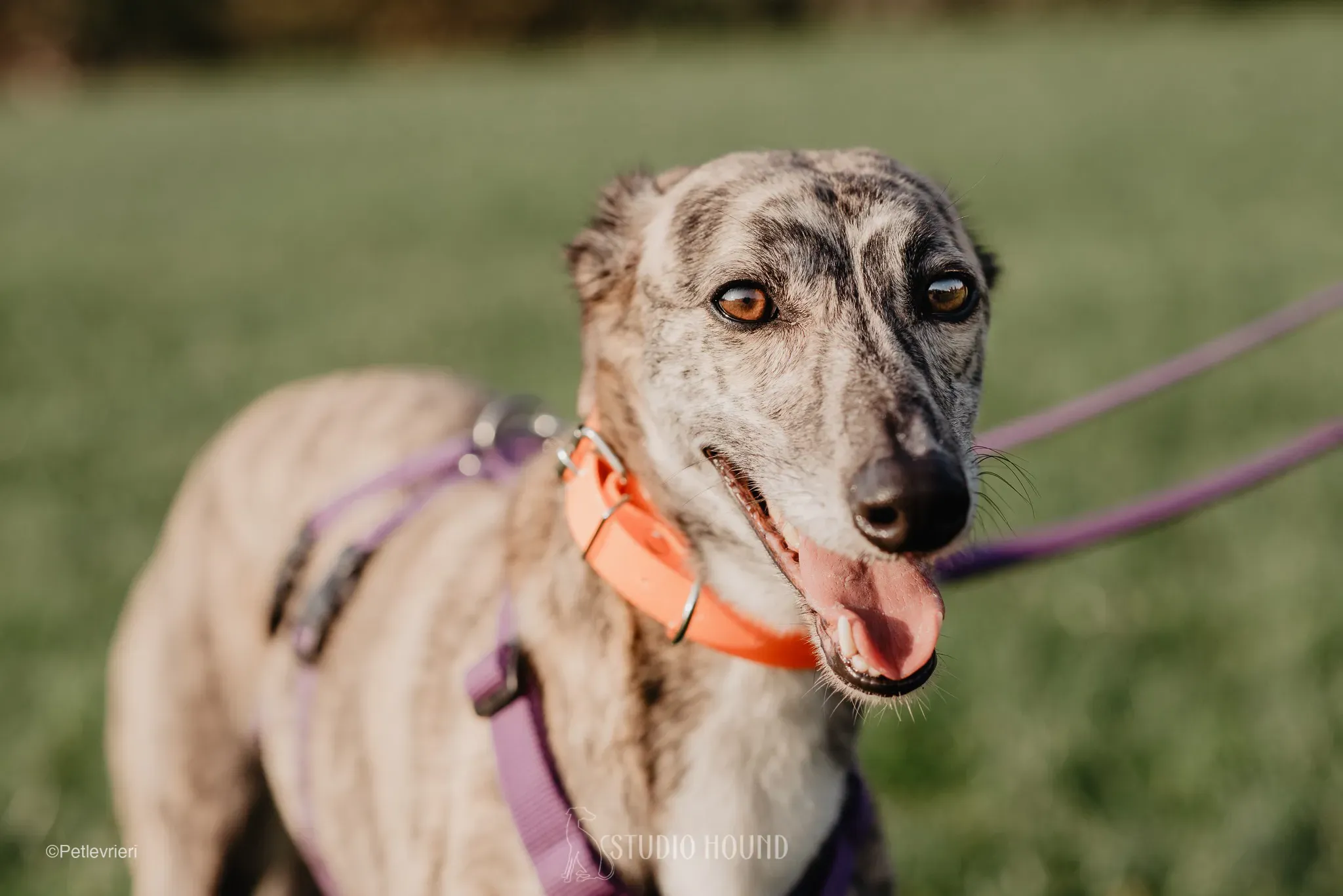 colada adozione levrieri greyhound lurcher 32