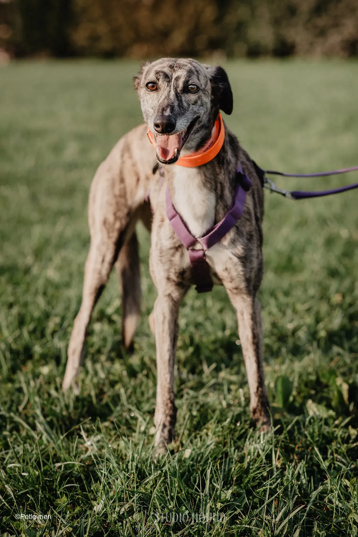 colada adozione levrieri greyhound lurcher 33