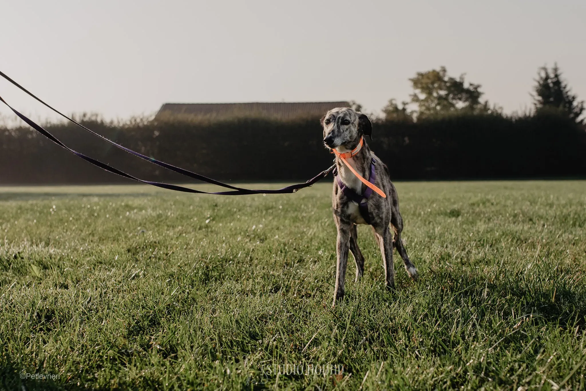 colada adozione levrieri greyhound lurcher 34
