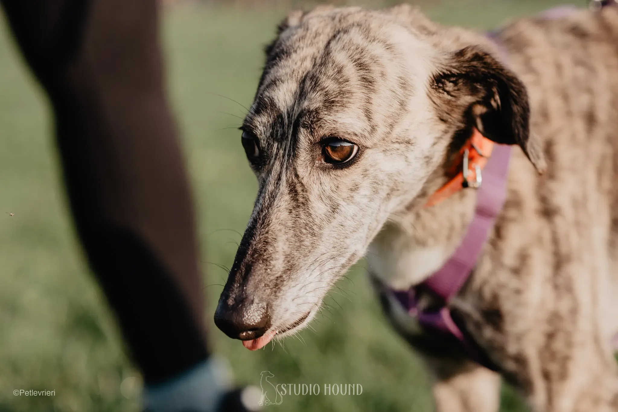 colada adozione levrieri greyhound lurcher 35