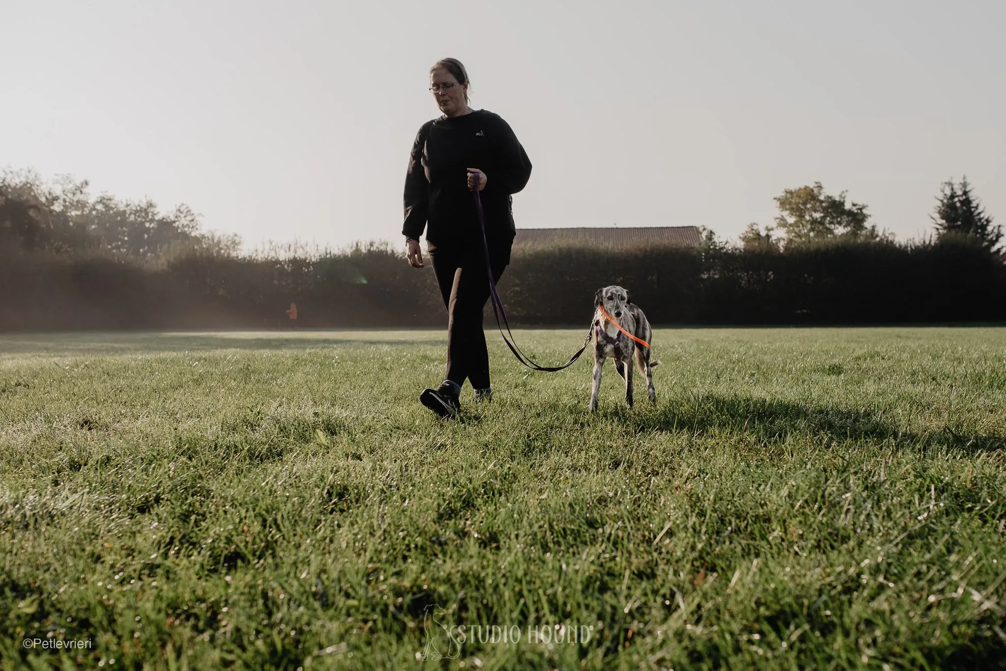 colada adozione levrieri greyhound lurcher 36