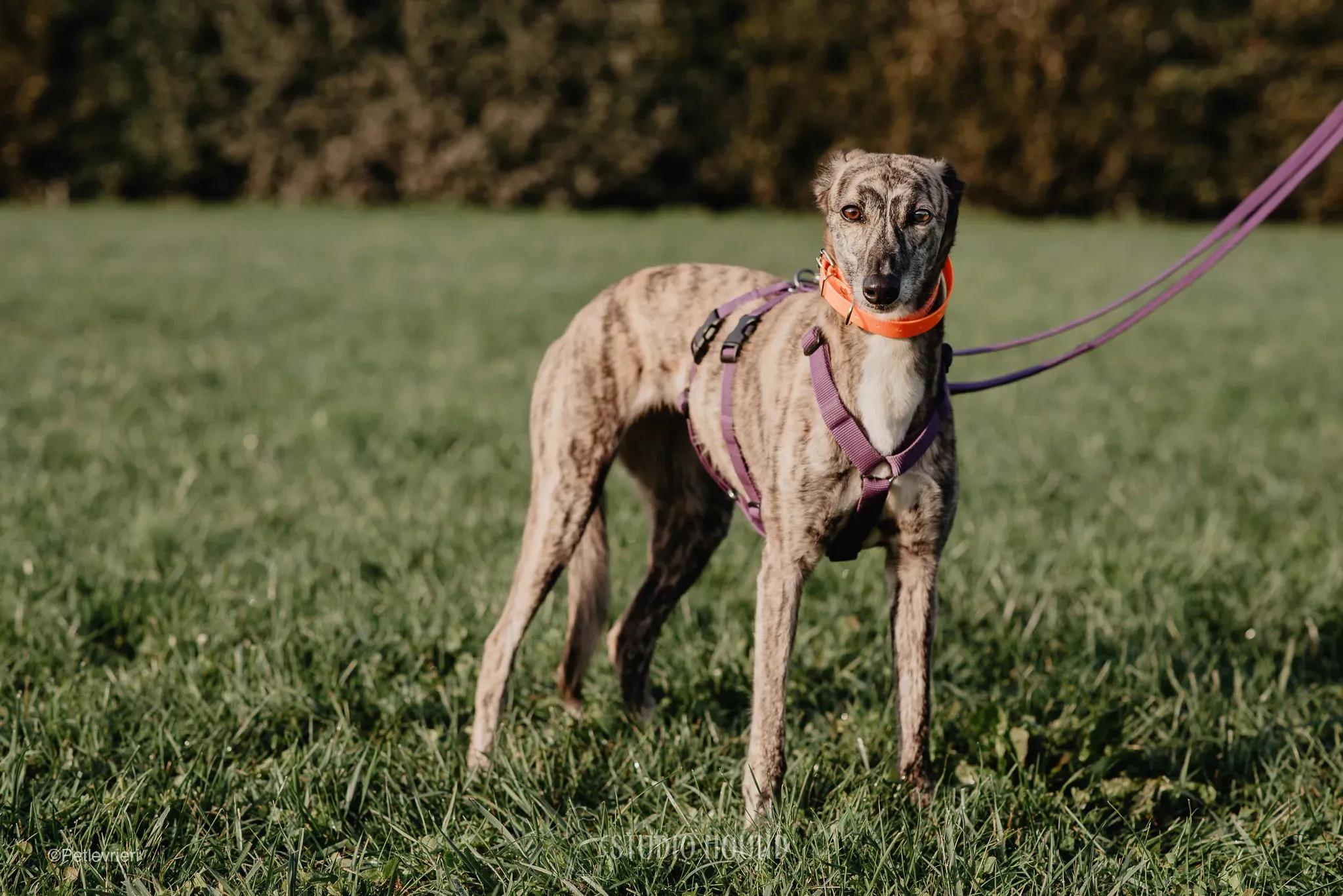 colada adozione levrieri greyhound lurcher 37