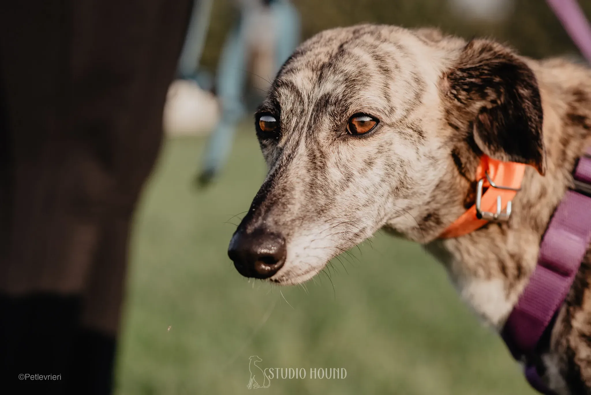 colada adozione levrieri greyhound lurcher 38